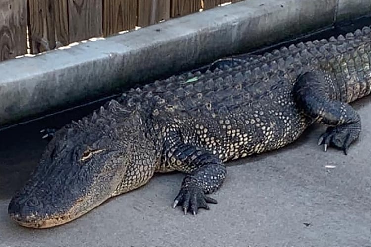 Alligators Fast Food Parking Lots