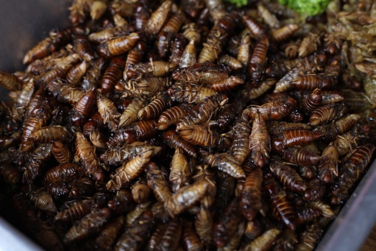 People Eating Cicadas