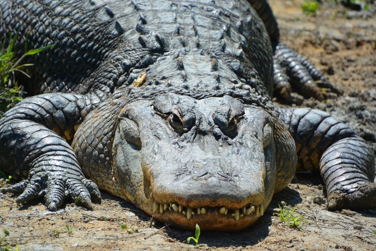 Alligators Fast Food Parking Lots