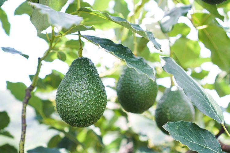 U.S. suspends imports of avocado from Mexico