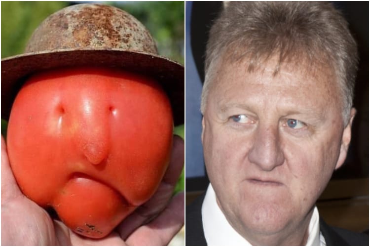 Larry Bird Tomato
